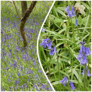 28th Apr 2021 - More Bluebells