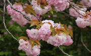 28th Apr 2021 - Pink blossoms