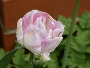 28th Apr 2021 - My favourite tulip