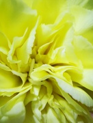 27th Apr 2021 - Carnation Close-up