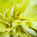 Carnation Close-up by plainjaneandnononsense