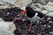 26th Apr 2021 - PIPING OYSTERCATCHER