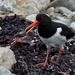 PIPING OYSTERCATCHER by markp