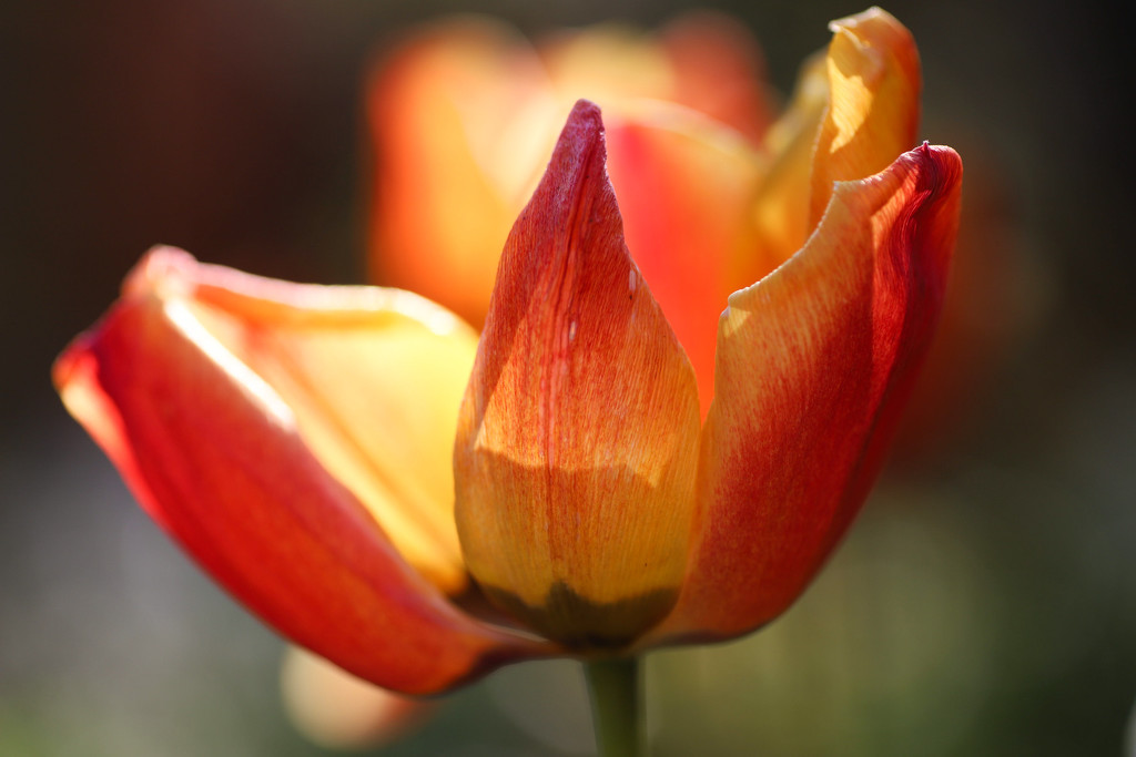 Tulip by phil_sandford