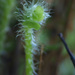 Baby fern by monicac