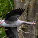 Another flying goose by stevejacob