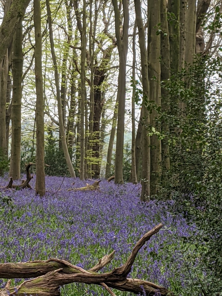 Bluebells in the woods by yorkshirelady