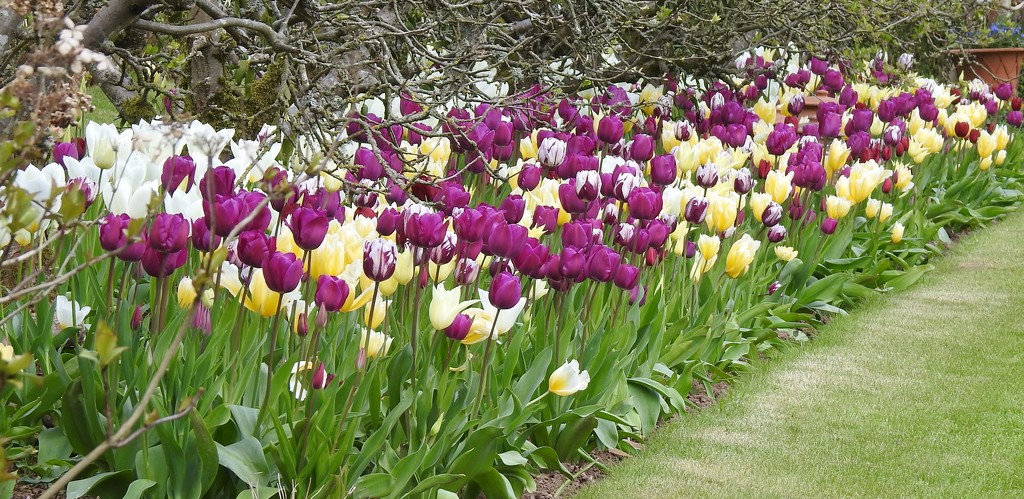  Tulips at Stocktonbury Gardens  by susiemc