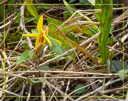 28th Apr 2021 - Dog Tooth Violet