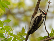 28th Apr 2021 - downy woodpecker