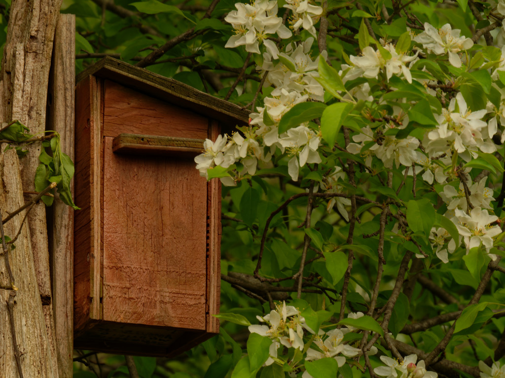 birdhouse and honeysuckle blossoms by rminer