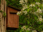 28th Apr 2021 - birdhouse and honeysuckle blossoms