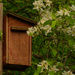 birdhouse and honeysuckle blossoms by rminer