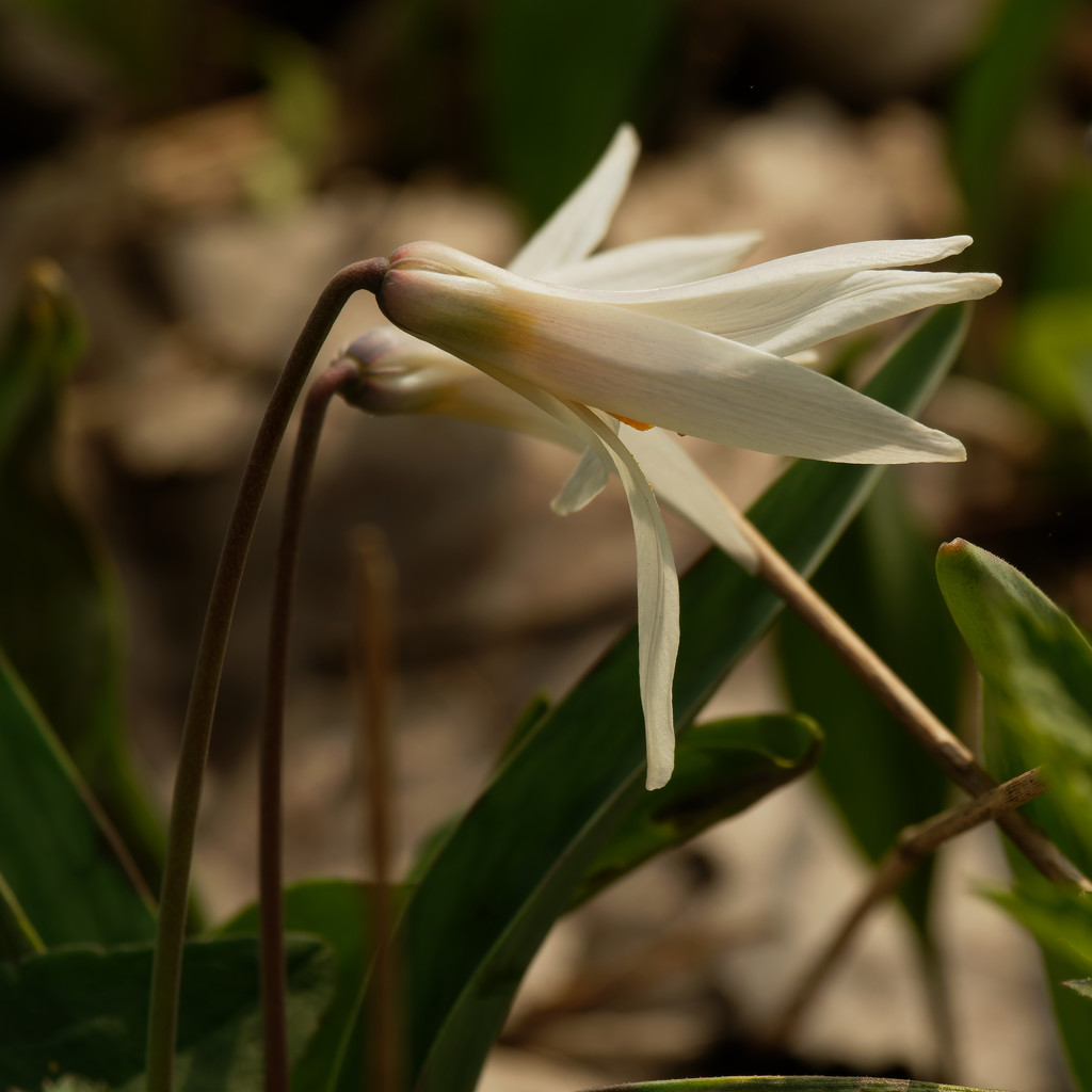 trout lily by rminer