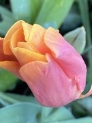 27th Apr 2021 - Tulip Flower