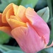 Tulip Flower by cataylor41