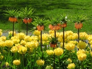 28th Apr 2021 - 4-28-21 tulip time