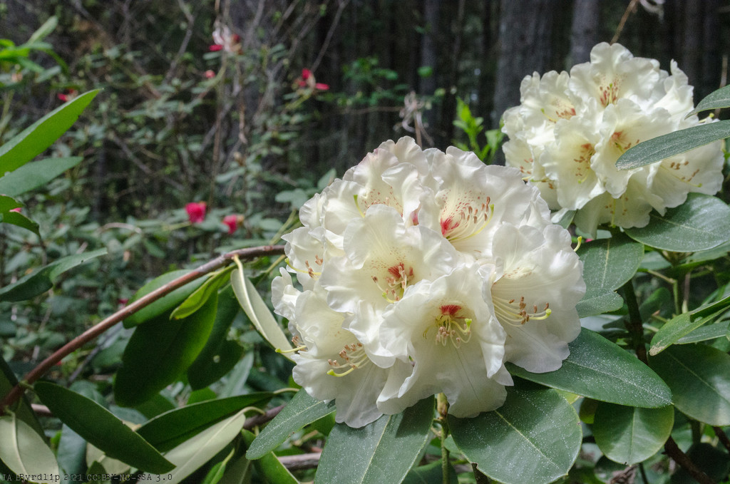 More rhododendrons by byrdlip