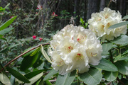 28th Apr 2021 - More rhododendrons