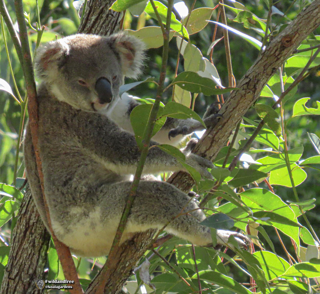 she's hanging around by koalagardens