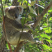 she's hanging around by koalagardens