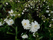 28th Apr 2021 - Snowbush with daffodils