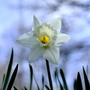 29th Apr 2021 - Daffodil 29