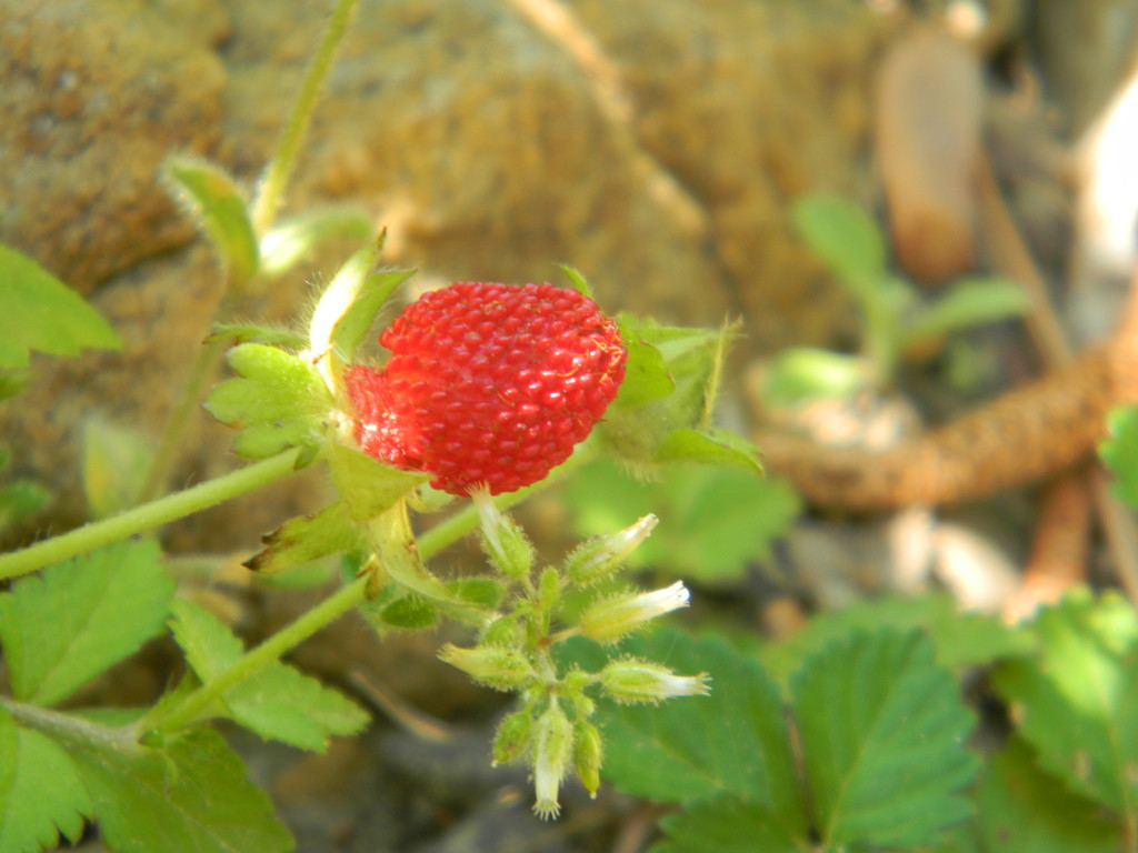 Wild Strawberry in  Flowerbed  by sfeldphotos