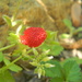 Wild Strawberry in  Flowerbed  by sfeldphotos