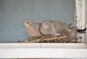 2nd Apr 2021 - Nest on My Front Door