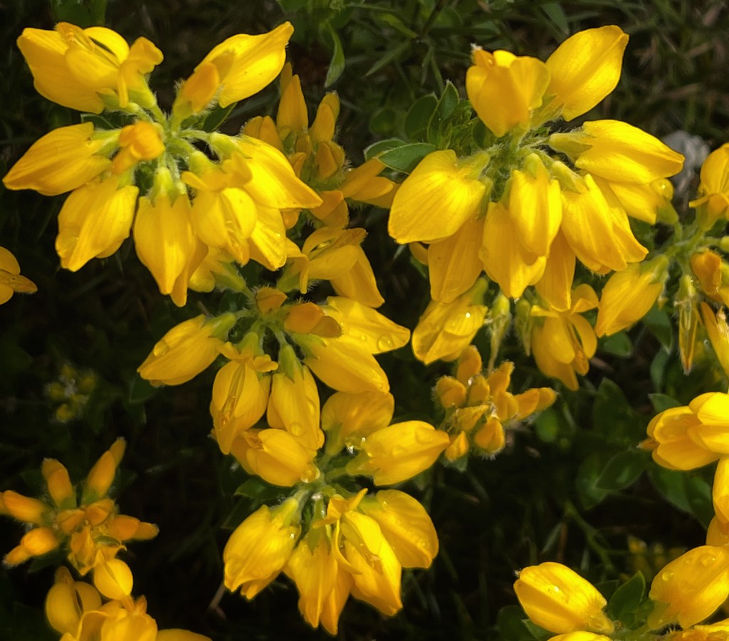 Gorse flowers  by tinley23