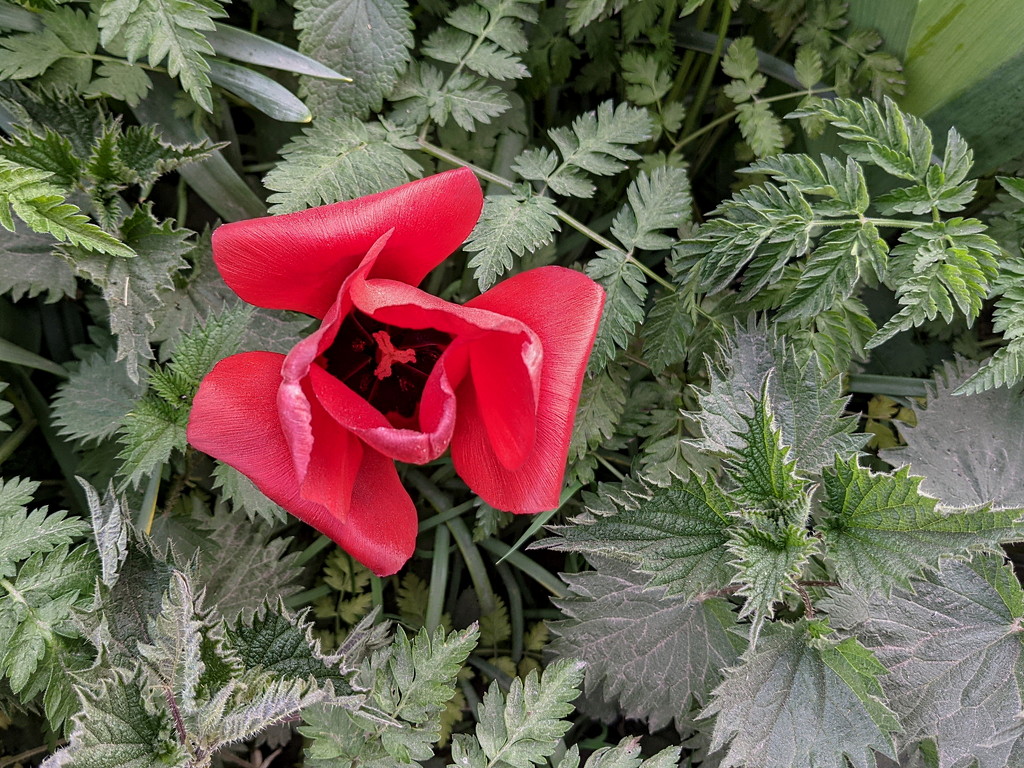 Tulip - A Pop Of Red by bulldog