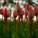 Red tulips are beautiful even during a pandemic (or maybe especially during a pandemic) by jayberg