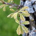 New Leaves Grow by genealogygenie