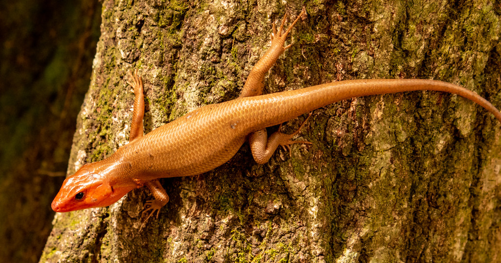 Broadhead Skink! by rickster549