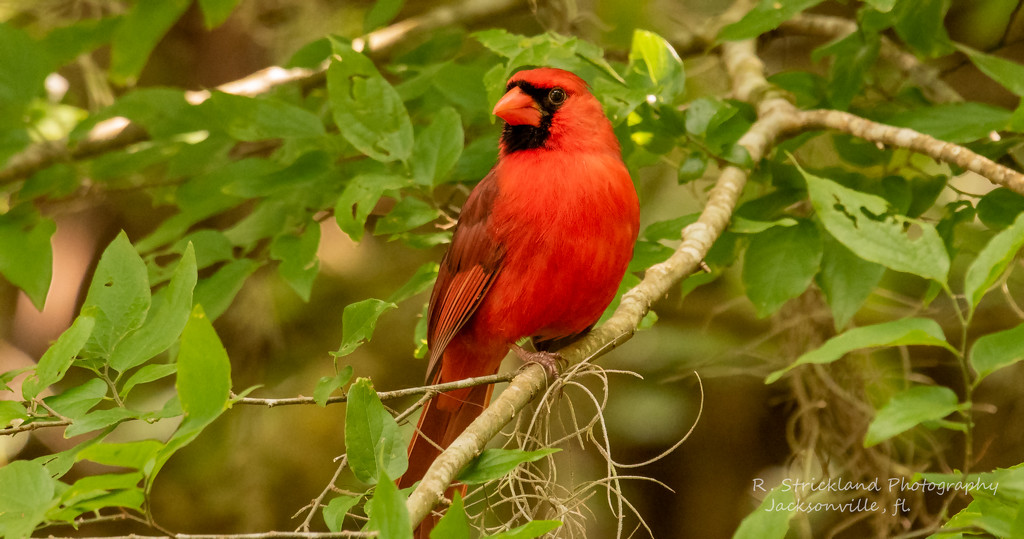 Mr Cardinal Posing Very Nicely! by rickster549