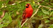 28th Apr 2021 - Mr Cardinal Posing Very Nicely!