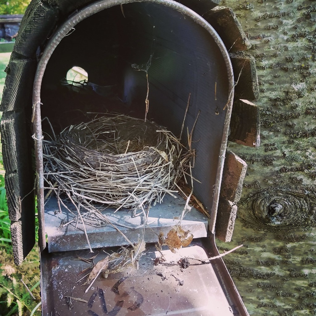 Recycled mail box= recycled bird house by dawnbjohnson2