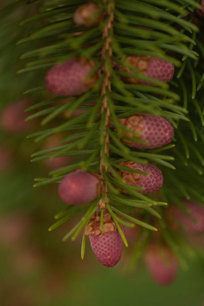 norway spruce by jackies365