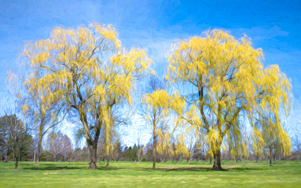 Willow Trees a la Van Gogh by sprphotos