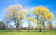 27th Apr 2021 - Willow Trees a la Van Gogh