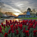 Early Morning Tulips by lynnz