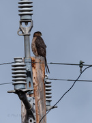 28th Apr 2021 - Hawk Watching Electricity