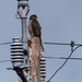 Hawk Watching Electricity by elatedpixie
