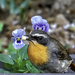 The Robin Chat loved some cheese by ludwigsdiana