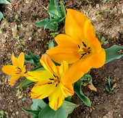 28th Apr 2021 - Tulips