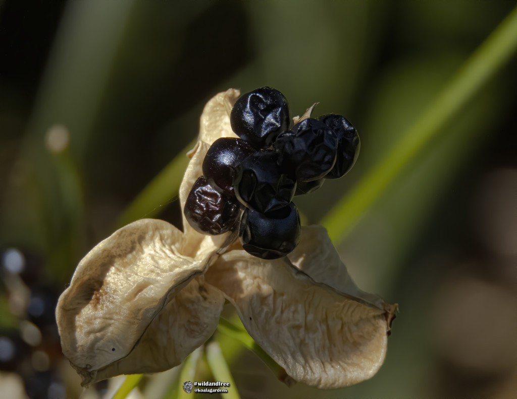 Iris domestica ... by koalagardens