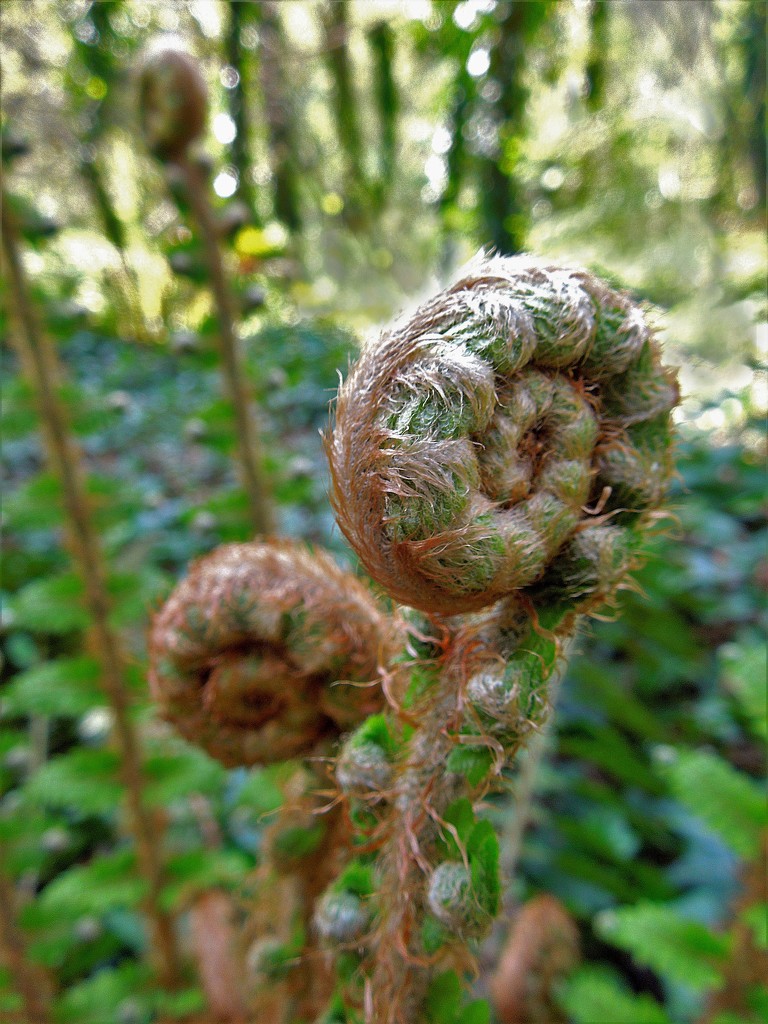 Fiddleheads time (1) by etienne