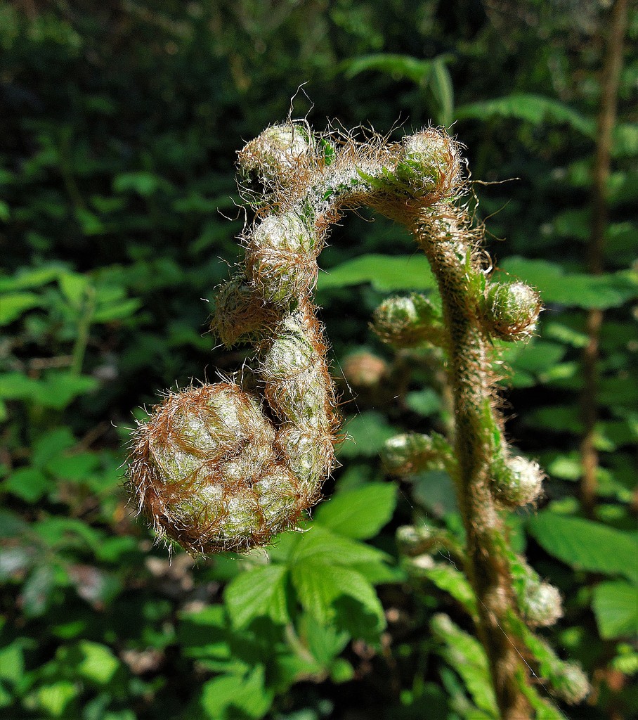 Fiddleheads time (2) by etienne