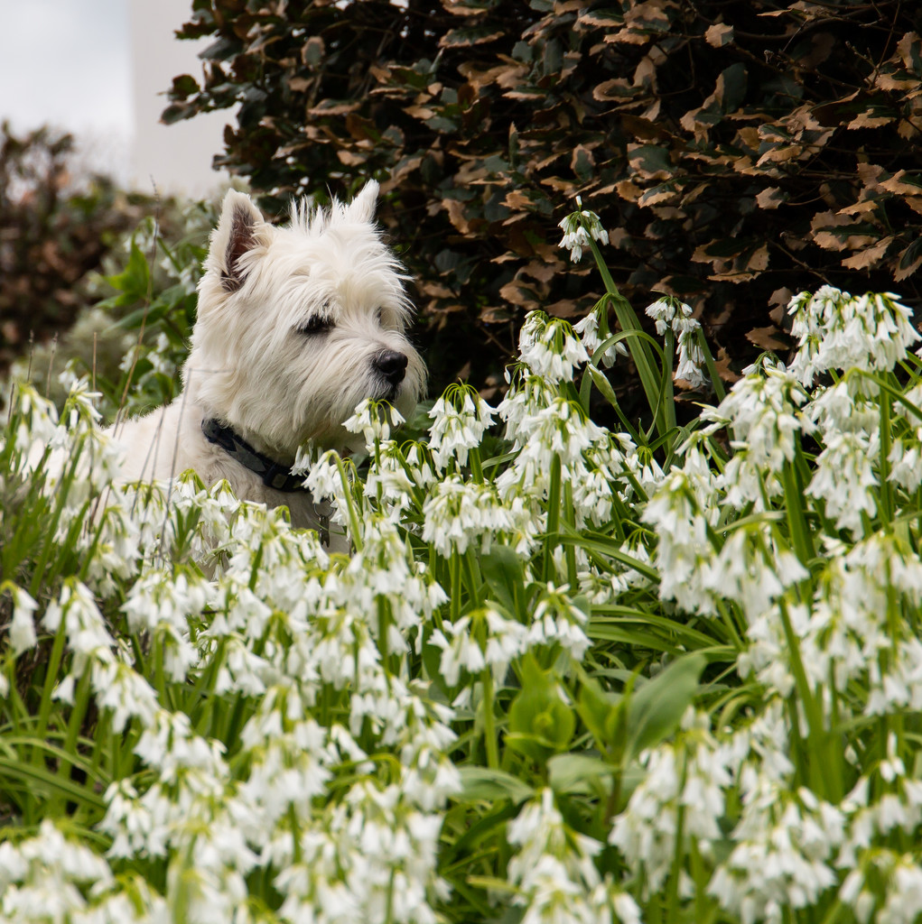 Finlay hiding in white bells by pamknowler